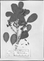 Field Museum photo negatives collection; München specimen of Erythroxylum testaceum Peyr., Brazil, R. Spruce s.n., Syntype, M