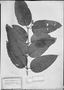 Field Museum photo negatives collection; München specimen of Vismia confertiflora Benth., BRAZIL, R. Spruce 1087, Type [status unknown], M