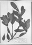 Field Museum photo negatives collection; München specimen of Ternstroemia alnifolia var. laurifolia Wawra, BRAZIL, C. F. P. Martius, Type [status unknown], M