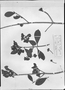 Field Museum photo negatives collection; München specimen of Ternstroemia carnosa var. acutifolia Wawra, BRAZIL, C. F. P. Martius, Type [status unknown], M