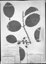 Field Museum photo negatives collection; München specimen of Ternstroemia dentata var. latifolia Wawra, BRAZIL, R. Spruce 1045, Type [status unknown], M