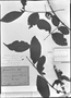 Field Museum photo negatives collection; München specimen of Psidium acutangulum var. acidum DC., BRAZIL, C. F. P. Martius, Holotype, M