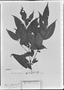 Field Museum photo negatives collection; München specimen of Myrcia hayneana DC., BRAZIL, C. F. P. Martius, Holotype, M