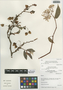 Begonia foliosa Kunth, Peru, I. M. Sánchez Vega 9562, 9562A, F