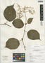 Begonia glabra Aubl., Peru, I. M. Sánchez Vega 8071, F