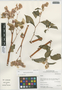 Begonia guaduensis Kunth, Peru, I. M. Sánchez Vega 9934, F
