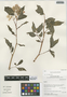 Begonia guaduensis Kunth, Peru, I. M. Sánchez Vega 9894, F