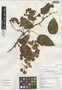 Begonia wurdackii L. B. Sm. & B. G. Schub., Peru, I. M. Sánchez Vega 10032, F