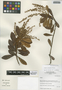 Clethra castaneifolia Meisn., Peru, I. M. Sánchez Vega 9109, F