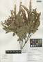 Weinmannia pinnata L., Peru, I. M. Sánchez Vega 10038, F