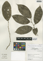 Neosprucea grandiflora (Spruce ex Benth.) Sleumer, Peru, I. M. Sánchez Vega 8074, F