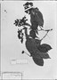 Field Museum photo negatives collection; München specimen of Myrcia brandami O. Berg, BRAZIL, R. Spruce 448, Holotype, M
