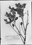 Field Museum photo negatives collection; München specimen of Myrcia buxifolia Gardner, BRAZIL, J. B. E. Pohl 1087, M