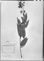 Field Museum photo negatives collection; München specimen of Myrcia costata DC., BRAZIL, J. B. E. Pohl, M
