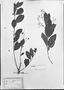 Field Museum photo negatives collection; München specimen of Myrcia elegans DC., BRAZIL, C. F. P. Martius, Holotype, M