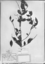 Field Museum photo negatives collection; München specimen of Myrcia eriopus DC., BRAZIL, C. F. P. Martius, Holotype, M
