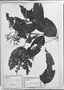 Field Museum photo negatives collection; München specimen of Myrcia macrophylla DC., BRAZIL, C. F. P. Martius, Holotype, M