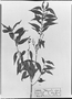Field Museum photo negatives collection; München specimen of Myrcia opaca O. Berg, BRAZIL, C. F. P. Martius, Possible type, M