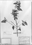 Field Museum photo negatives collection; München specimen of Myrcia polyantha DC., BRAZIL, C. F. P. Martius, Holotype, M
