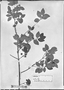 Field Museum photo negatives collection; München specimen of Myrcia ramulosa DC., BRAZIL, C. F. P. Martius, Holotype, M