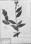 Field Museum photo negatives collection; München specimen of Myrcia sepiaria DC., BRAZIL, C. F. P. Martius, Holotype, M
