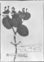 Field Museum photo negatives collection; München specimen of Myrcia subcordata DC., BRAZIL, C. F. P. Martius, Holotype, M