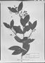 Field Museum photo negatives collection; München specimen of Myrcia venulosa DC., BRAZIL, C. F. P. Martius, Holotype, M
