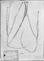 Field Museum photo negatives collection; München specimen of Polygala sabulosa A. W. Benn., BRAZIL, C. F. P. Martius, Type [status unknown], M
