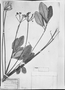Field Museum photo negatives collection; München specimen of Schefflera japurensis (Mart. ex Zucc. & Marchal) Harms, BRAZIL, C. F. P. Martius, Type [status unknown], M
