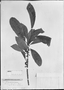 Field Museum photo negatives collection; München specimen of Sloanea alnifolia var. lancea K. Schum., BRAZIL, L. Riedel 887, Type [status unknown], M