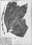 Field Museum photo negatives collection; München specimen of Stylogyne cauliflora (Mart. & Miq.) Mez, BRAZIL, C. F. P. Martius, Type [status unknown], M