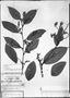 Field Museum photo negatives collection; München specimen of Styrax latifolius var. longiflorus (DC.) Perkins, BRAZIL, C. F. P. Martius, Type [status unknown], M