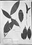 Field Museum photo negatives collection; München specimen of Tovomita acuminata Engl., BRAZIL, R. Spruce 1716, Type [status unknown], M