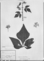 Field Museum photo negatives collection; München specimen of Vitis inundata Baker, BRAZIL, C. F. P. Martius, Holotype, M