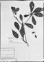 Field Museum photo negatives collection; München specimen of Buchenavia ochroprumna Eichler, BRAZIL, R. Spruce, Lectotype, M