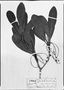 Field Museum photo negatives collection; München specimen of Buchenavia suaveolens Eichler, BRAZIL, R. Spruce, Possible type, M