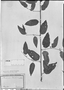 Field Museum photo negatives collection; München specimen of Byttneria martiana Schum., BRAZIL, C. F. P. Martius, Type [status unknown], M