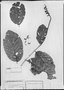 Field Museum photo negatives collection; München specimen of Combretum assimile Eichler, BRAZIL, R. Spruce 1523, Isotype, M