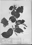 Field Museum photo negatives collection; München specimen of Combretum parviflorum Eichler, BRAZIL, C. F. P. Martius, Syntype, M