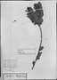 Field Museum photo negatives collection; München specimen of Gaylussacia elliptica Mart., BRAZIL, C. F. P. Martius, Type [status unknown], M
