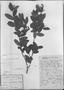 Field Museum photo negatives collection; München specimen of Gaylussacia venusta Mart., BRAZIL, C. F. P. Martius, Type [status unknown], M