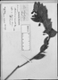 Field Museum photo negatives collection; München specimen of Thibaudia serrata DC., PERU, A. Mathews, Type [status unknown], M