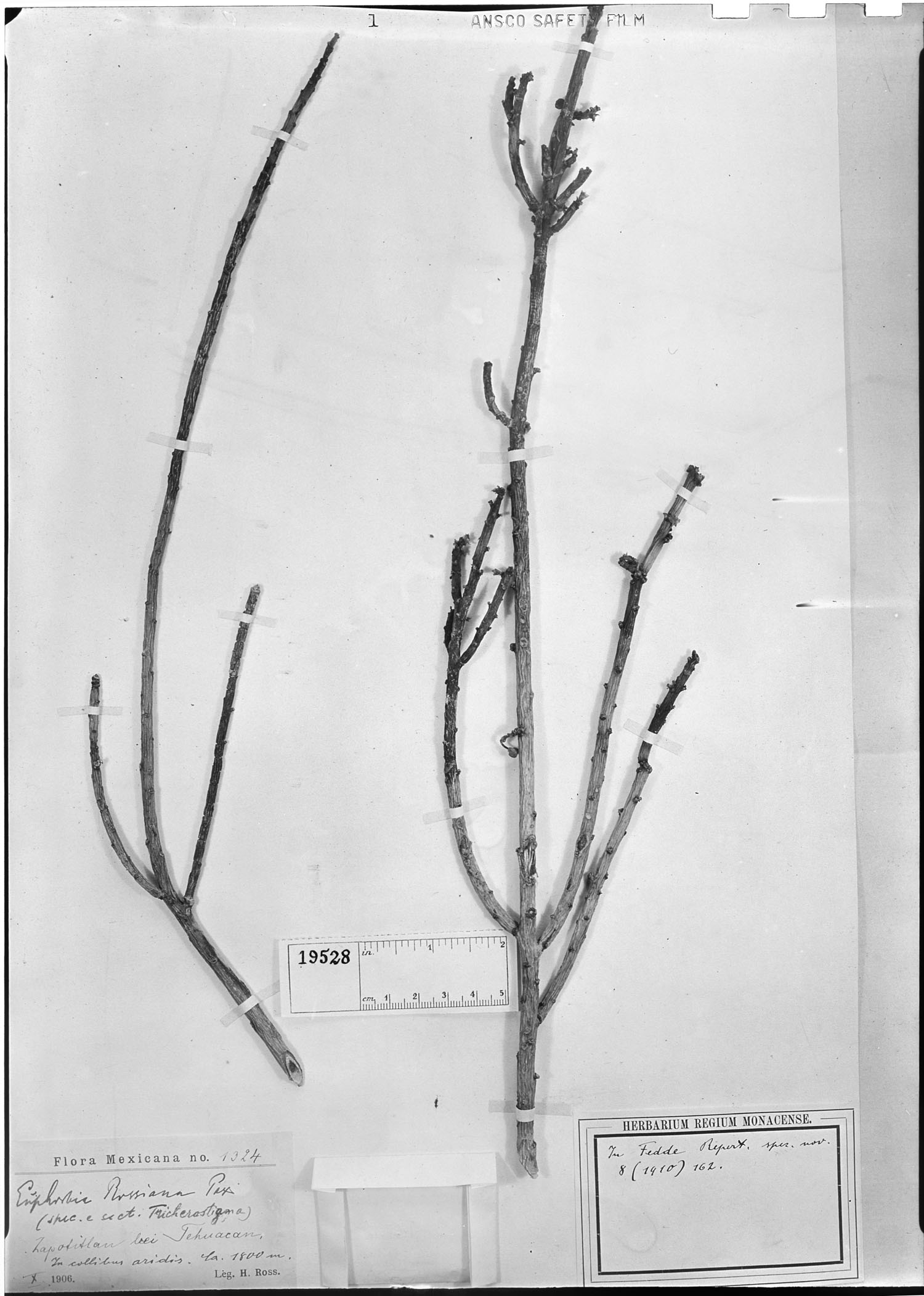 Euphorbia rossiana image