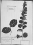 Field Museum photo negatives collection; München specimen of Helicteres sacarolha A. St.-Hil., BRAZIL, C. F. P. Martius, Type [status unknown], M