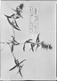 Field Museum photo negatives collection; München specimen of Pleurophora pungens D. Don, CHILE, Cumming, Type [status unknown], M