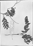 Field Museum photo negatives collection; München specimen of Psidium thea var. incana Griseb., URUGUAY, P. G. Lorentz 634, Type [status unknown], M
