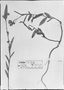 Field Museum photo negatives collection; München specimen of Sida fiebrigii Ulbr., PARAGUAY, K. Fiebrig 572, Type [status unknown], M