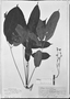 Field Museum photo negatives collection; München specimen of Didymopanax longipetiolatum Marchal, BRAZIL, J. B. E. Pohl 5368, Type [status unknown], M