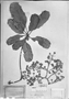 Field Museum photo negatives collection; München specimen of Didymopanax macrocarpum var. capitatum Marchal, BRAZIL, C. F. P. Martius, Type [status unknown], M