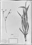 Field Museum photo negatives collection; München specimen of Eryngium hemisphaericum var. albreviatum Urb., BRAZIL, J. B. E. Pohl, Type [status unknown], M